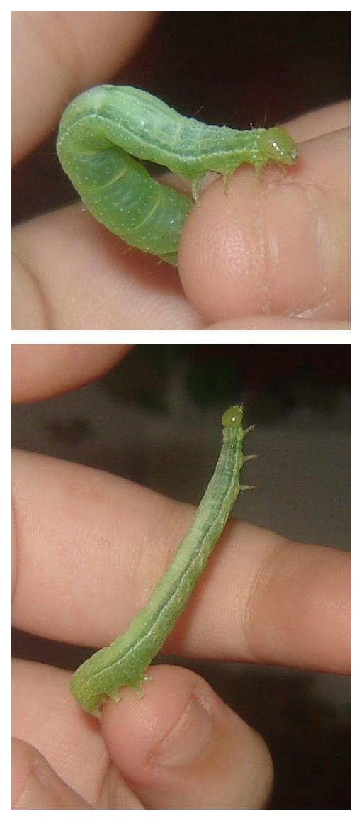 Maxi Aporophyla lutulenta?!?